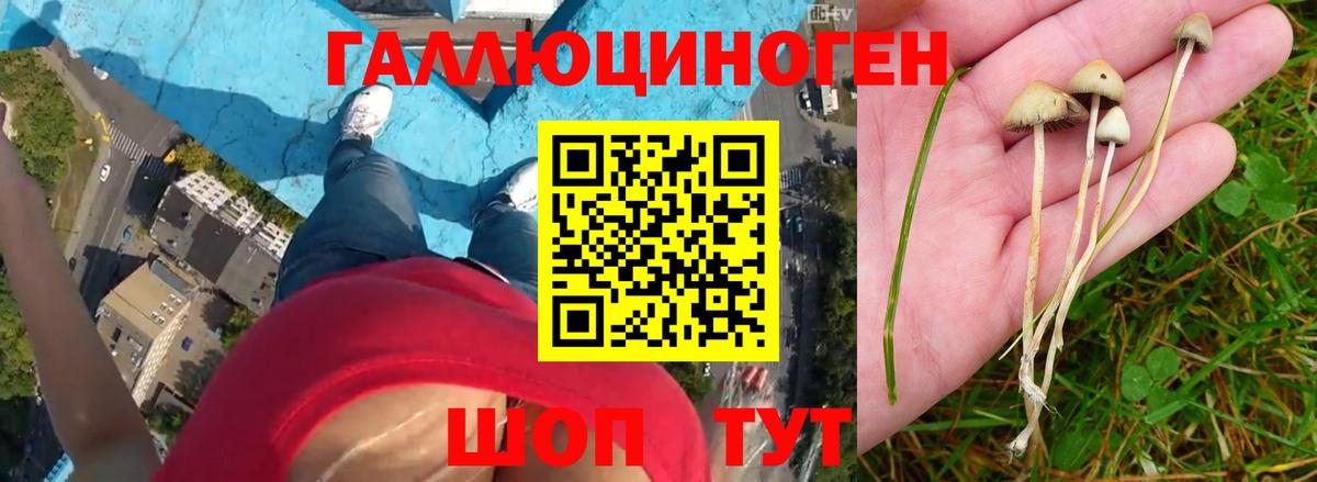 Галлюциногенные грибы Psilocybe  Псилоцибиновые грибы Psilocybine cubensis  Вход с VPN  где купить наркоту  Абакан 